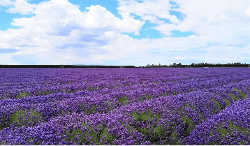 草伊香板有哪些优点和缺点开元棋牌试玩平安树的薰衣(图2)